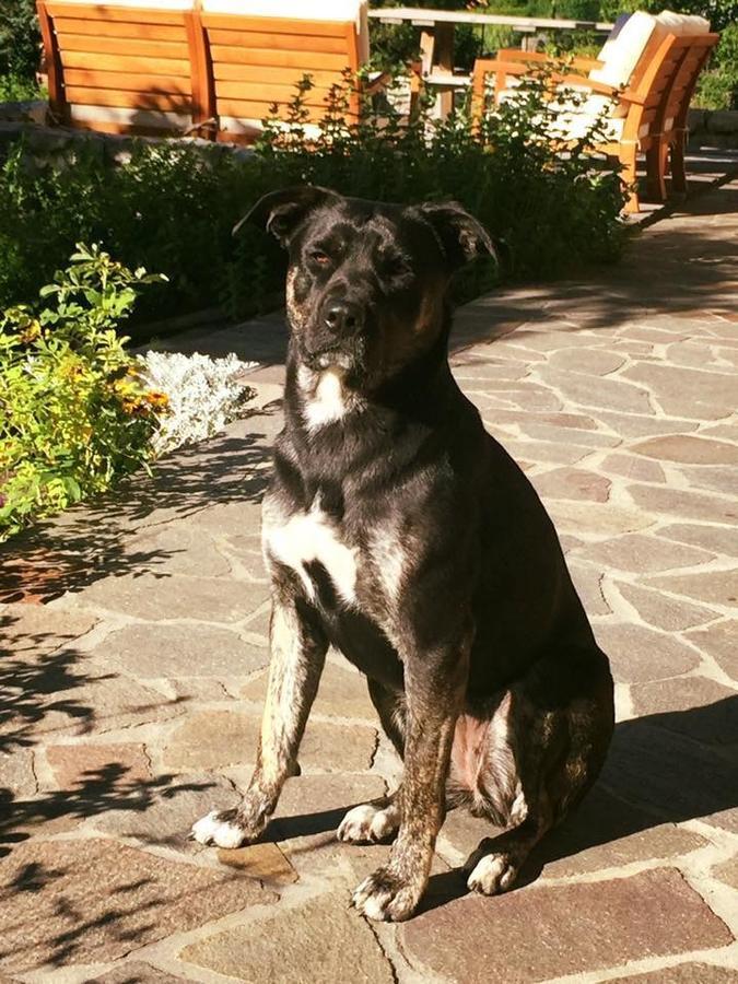 B&B Rossodisera Domegge di Cadore Zewnętrze zdjęcie